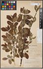 Foto von Salix aurita L. x Salix caprea L.
